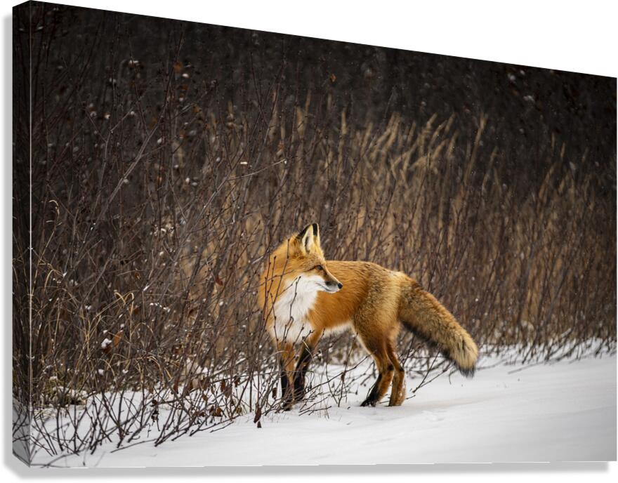 Renard dEeyou Istchee Canvas Print