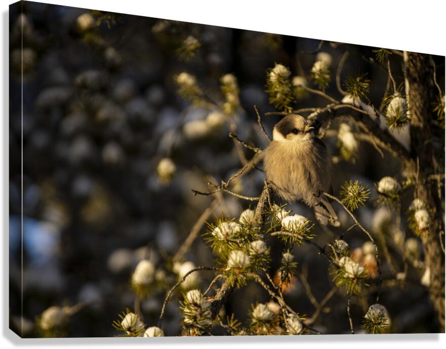 Le petit curieux Canvas Print