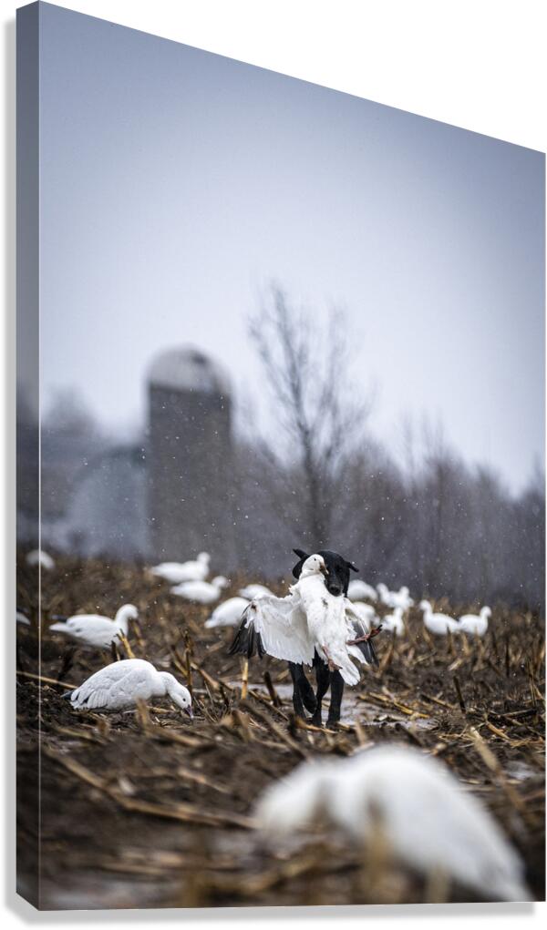 Cole la Legende Canvas Print