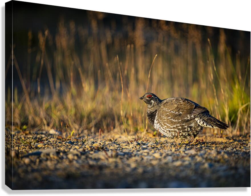 Un matin apres la chasse Canvas Print