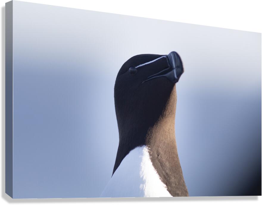 Bec de rasoir Canvas Print