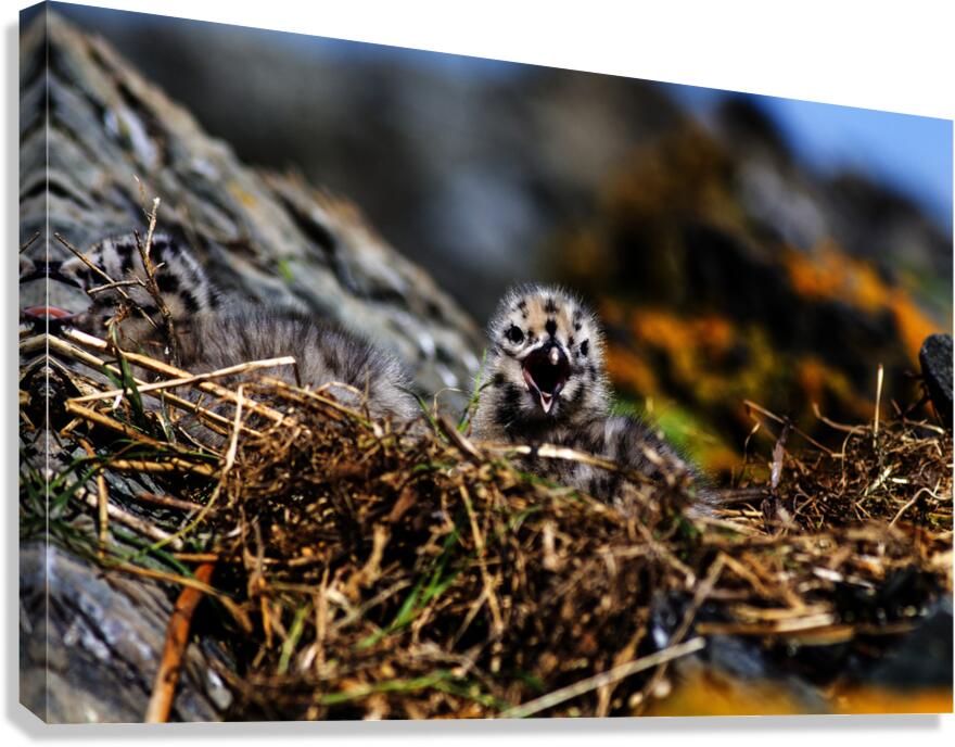 Day older Canvas Print