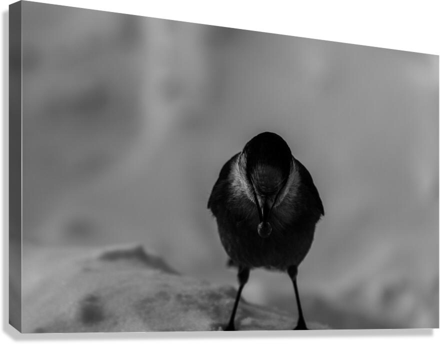 Pimbina Canvas Print