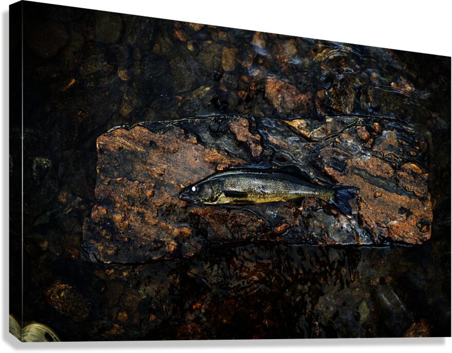 La grosse prise Canvas Print