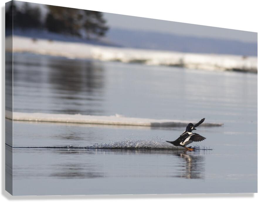 Surf mode Canvas Print