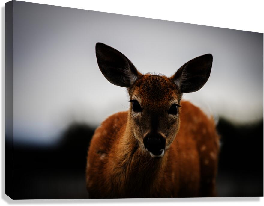 Bambi Canvas Print