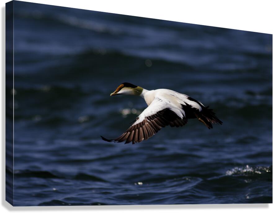 Somateria Canvas Print