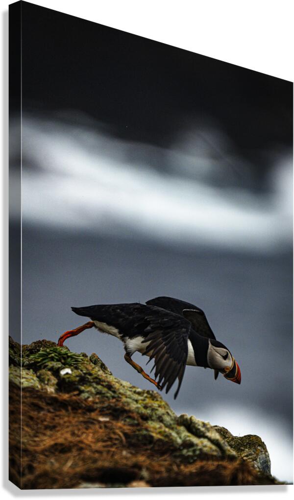 Off the Cliff it went Canvas Print