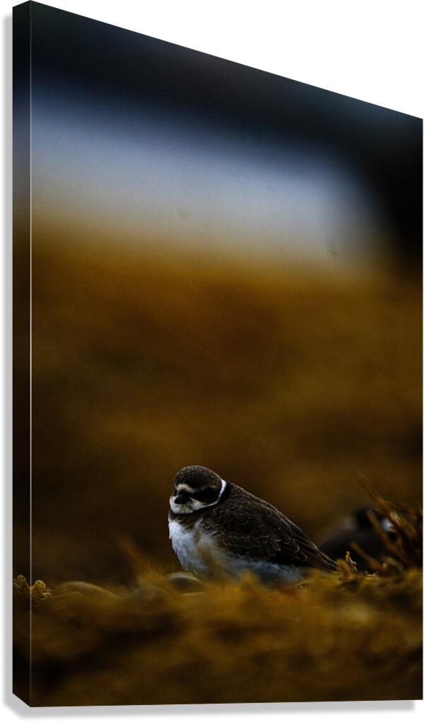 Pretty Plover III Canvas Print