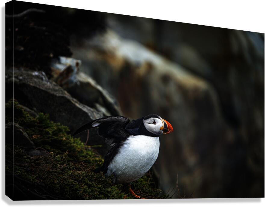 Shake the fog off Canvas Print