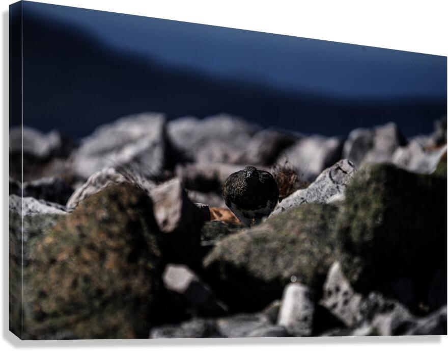 Hard as Rock Canvas Print