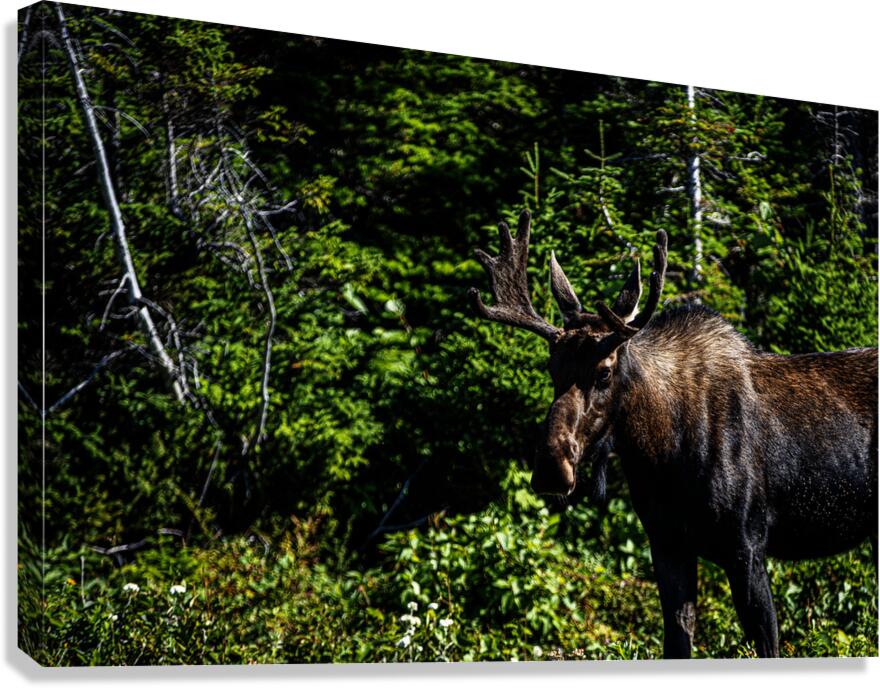 Bullwinkle I Canvas Print