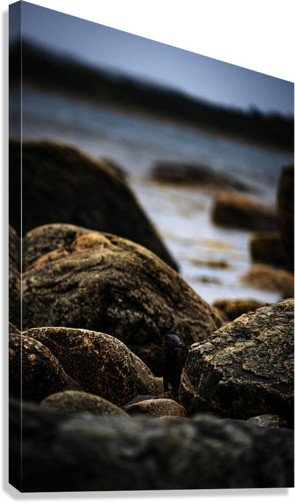 Mighty Mink IV Canvas Print