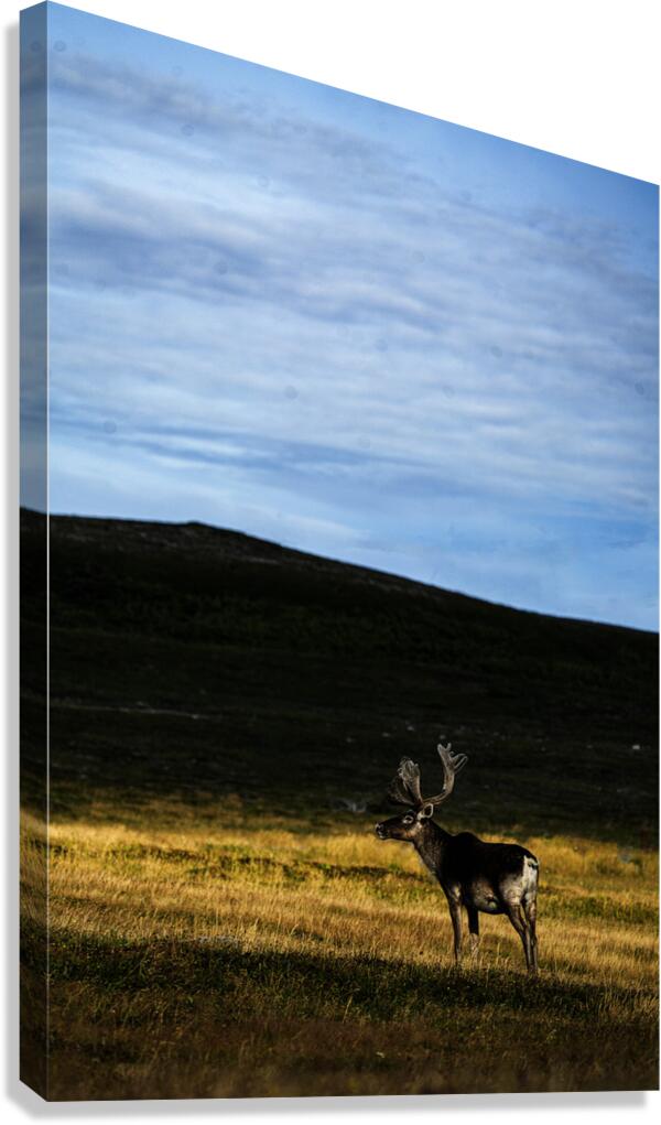 Southern Tundra Bull III Canvas Print