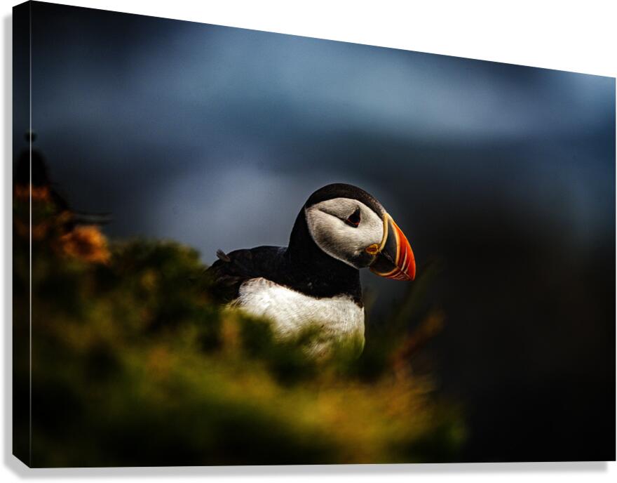 Colorful Canvas Print