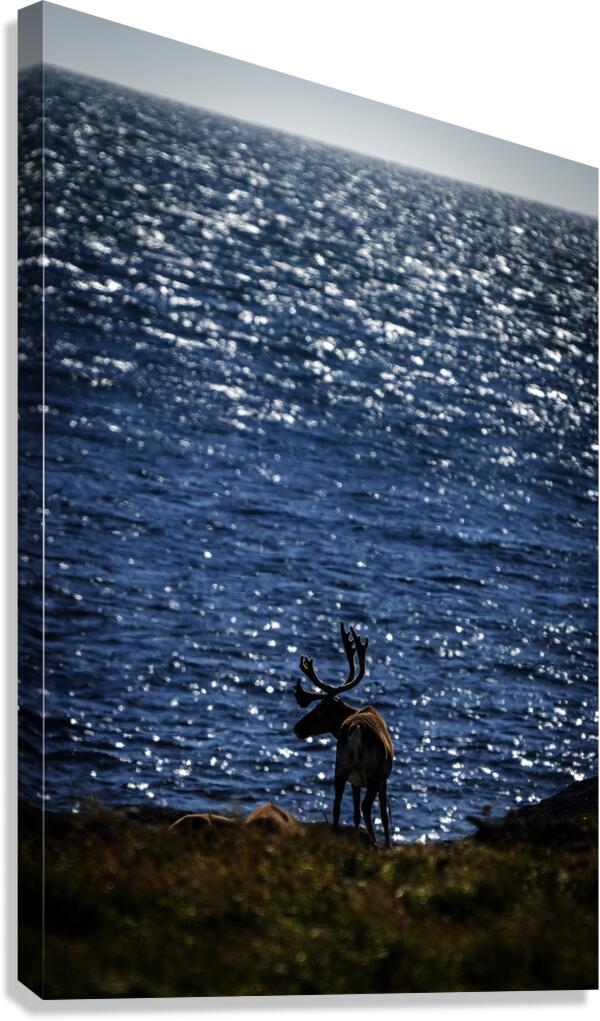 Southern Tundra Bull II Canvas Print