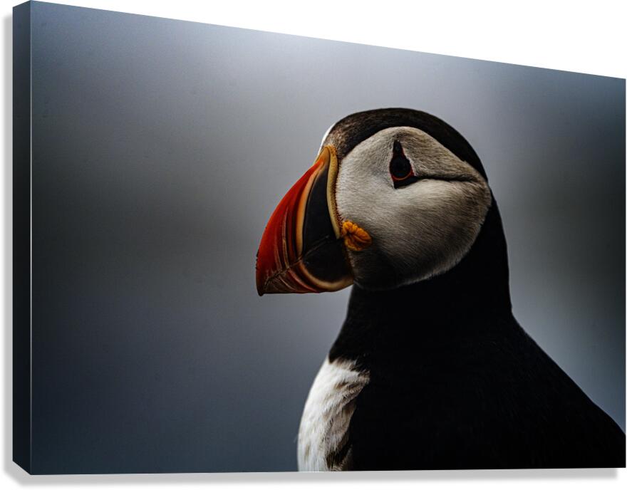 Sea Parrot III Canvas Print
