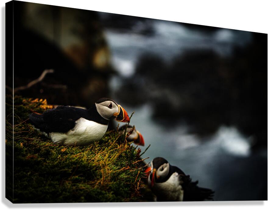 Curious Dude II Canvas Print