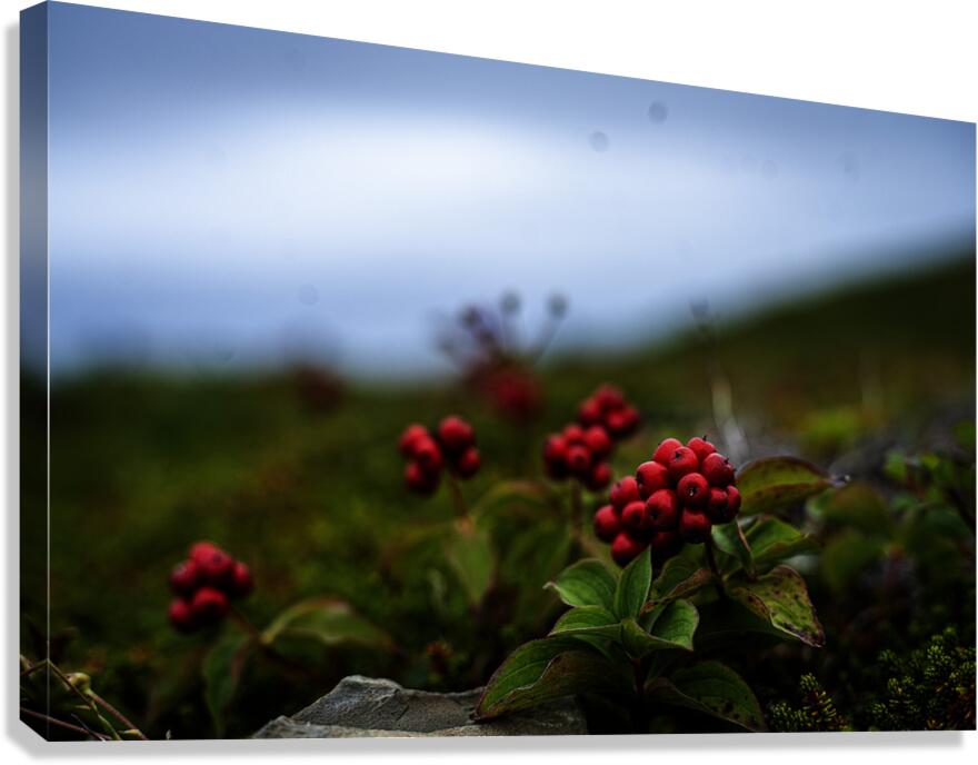 Creeping Dogwood Floor Canvas Print