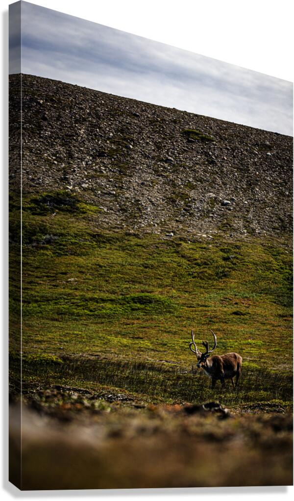 No Santa in Sight Canvas Print