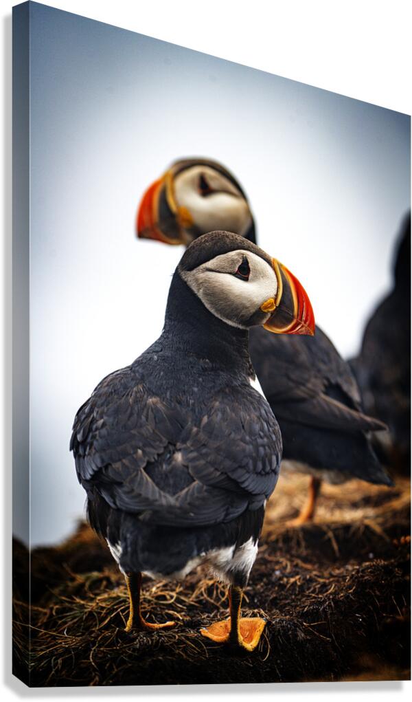 Chilling Puffin III Canvas Print