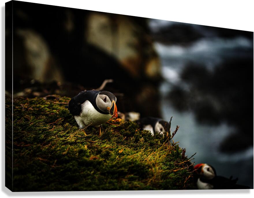 Curious Dude Canvas Print