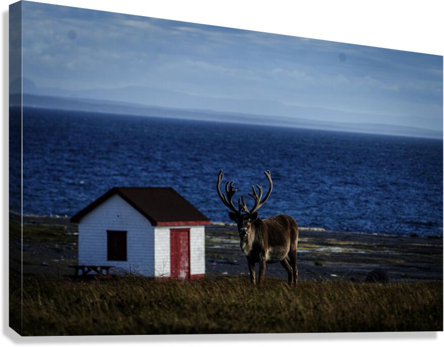 Southern Tundra Bull Canvas Print