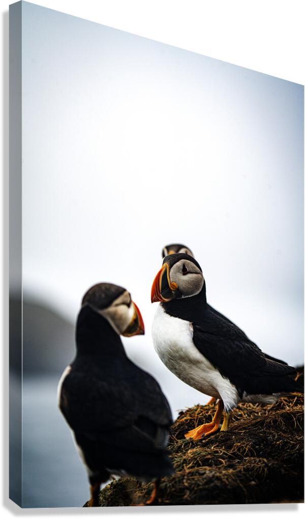 Chillin Puffin II Canvas Print