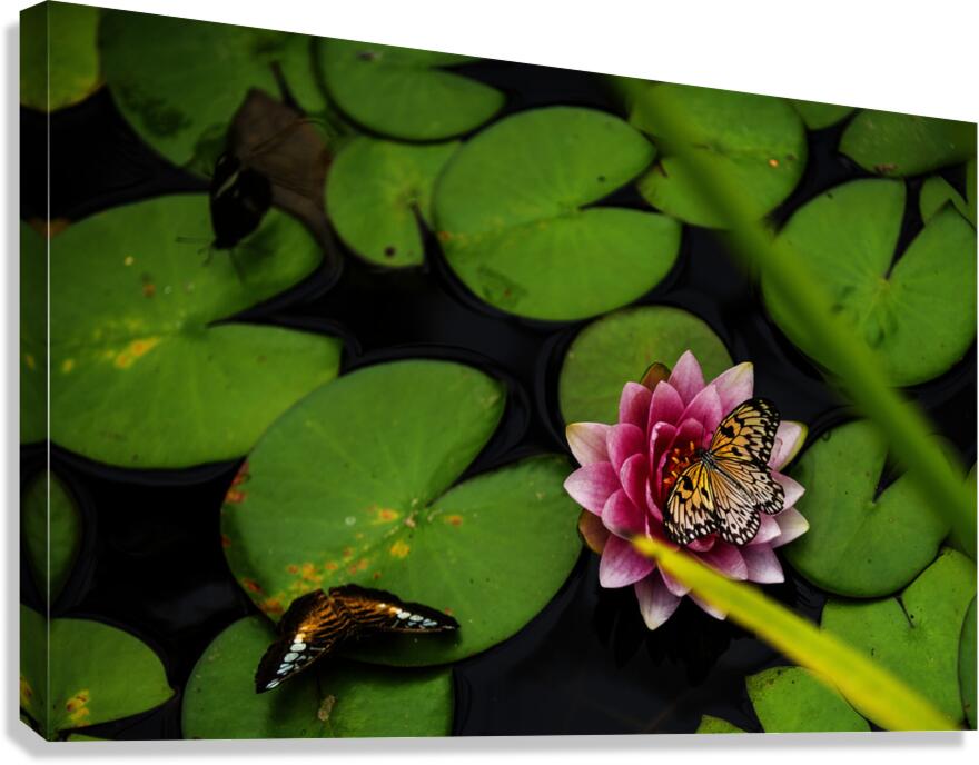 Butterflies and Lilies  Canvas Print