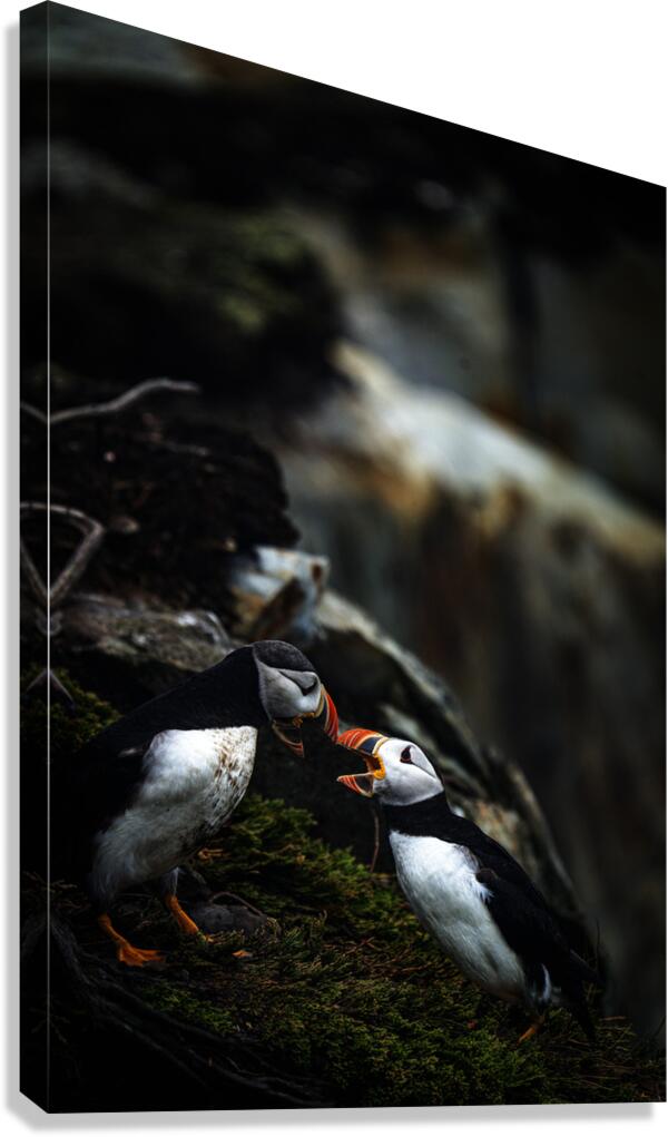 Kissing or Fighting is the question Canvas Print