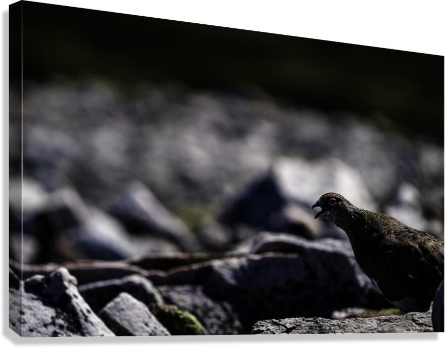 Baritone Bird II Canvas Print