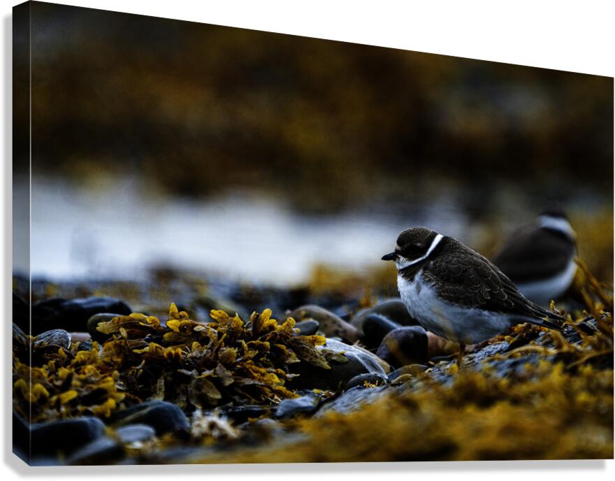 Pretty Plover II Canvas Print