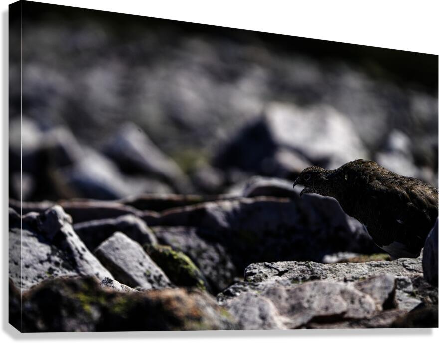 Baritone Bird Canvas Print