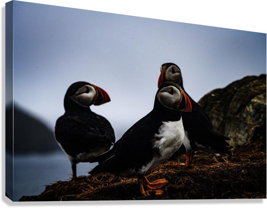 Chillin Puffin Canvas Print