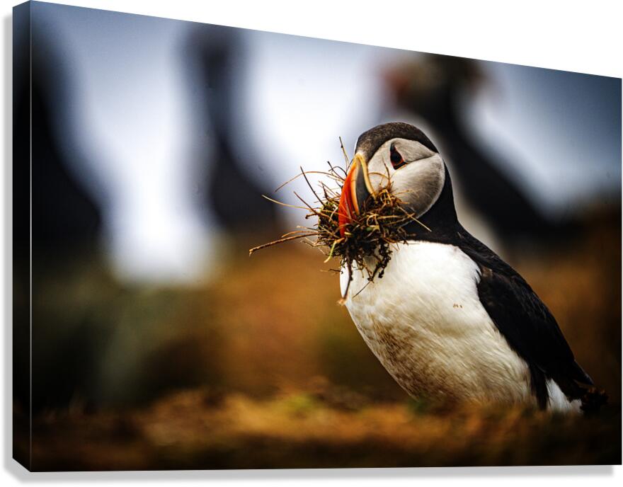 Beak Full II Canvas Print