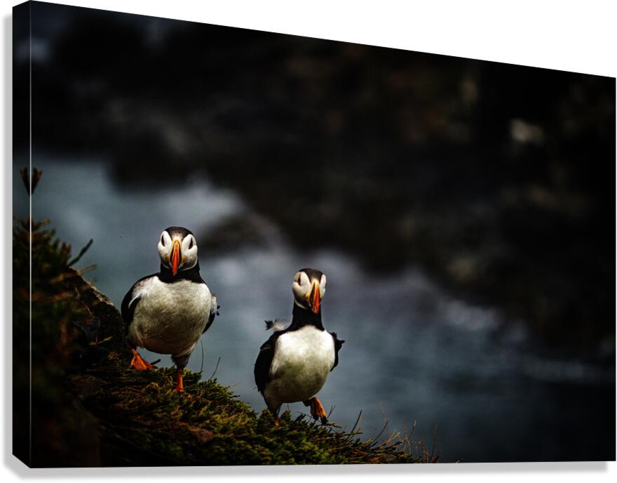 Rough Wind Rough Feather Canvas Print