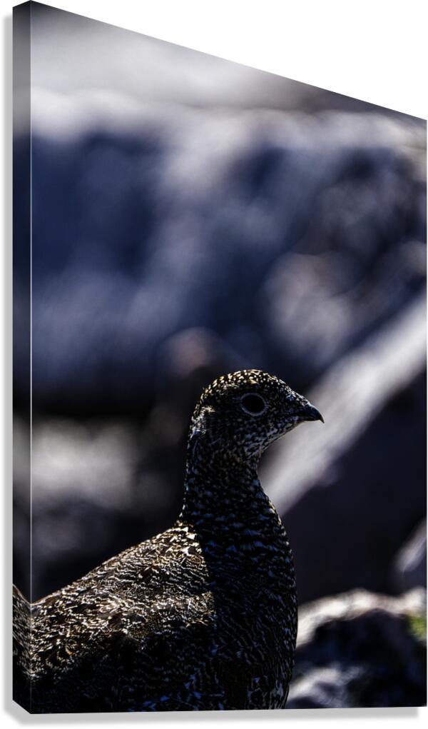 Hard as Rock III Canvas Print