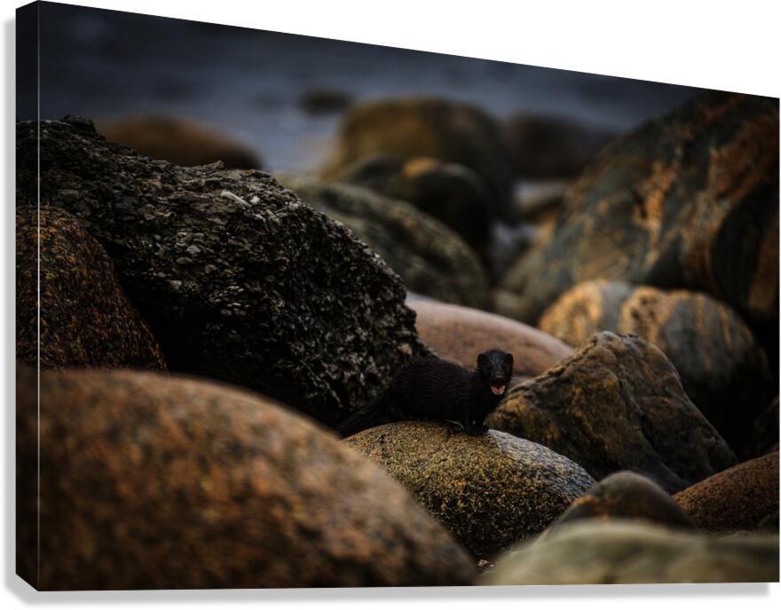 Mighty Mink II Canvas Print