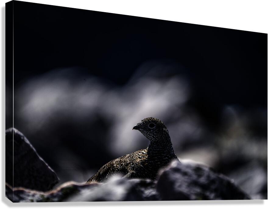 Hard as Rock II Canvas Print