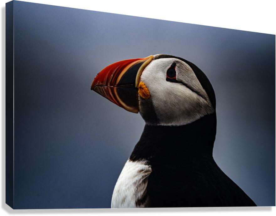 My best shot ever  Canvas Print