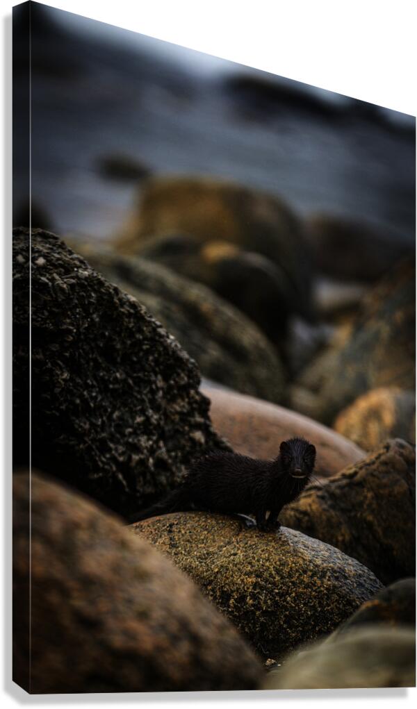 Mighty Mink I Canvas Print