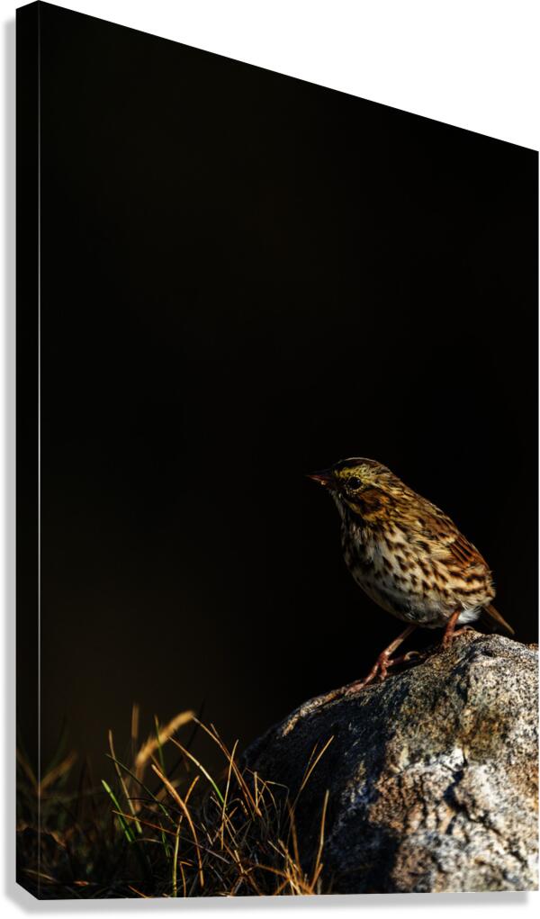 Salty Siskin Canvas Print