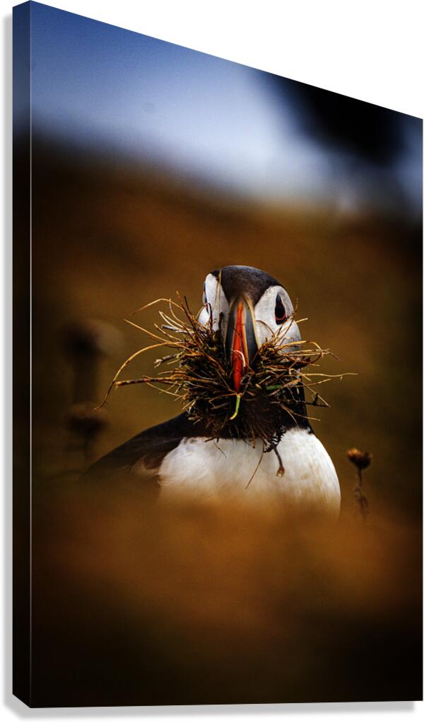 Beak Full Canvas Print