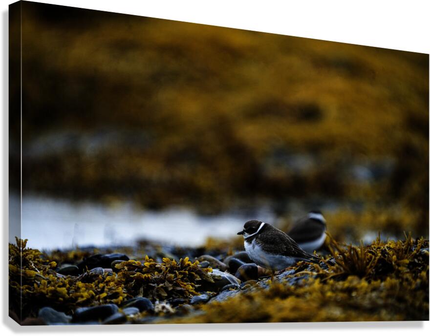 Pretty Plover I Canvas Print