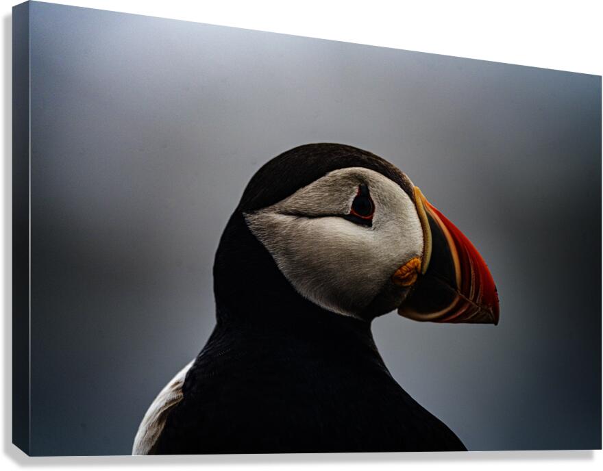 Sea Parrot Canvas Print