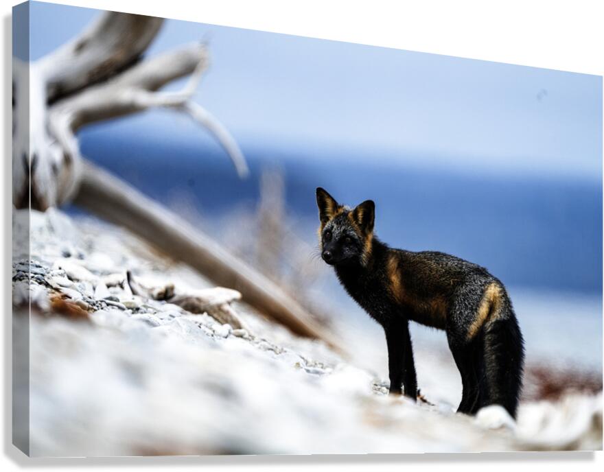 Fire Fox I Canvas Print
