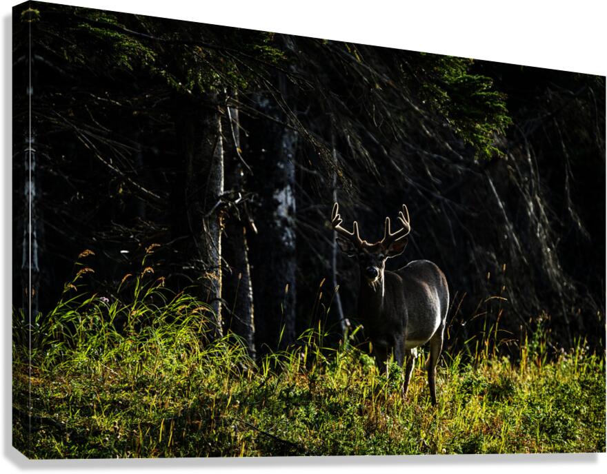 Great Prince of the Forest II Canvas Print