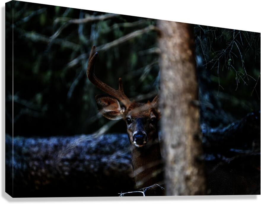 Great Prince of the Forest I Canvas Print