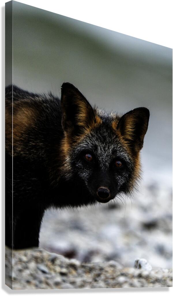 Fire Fox II Canvas Print