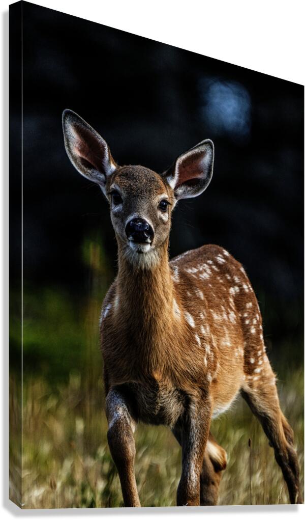 Eye for an eye III Canvas Print